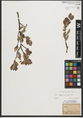 Foto von Salix appendiculata Vill.